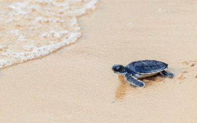 “De landschildpad en de zeeschildpad”